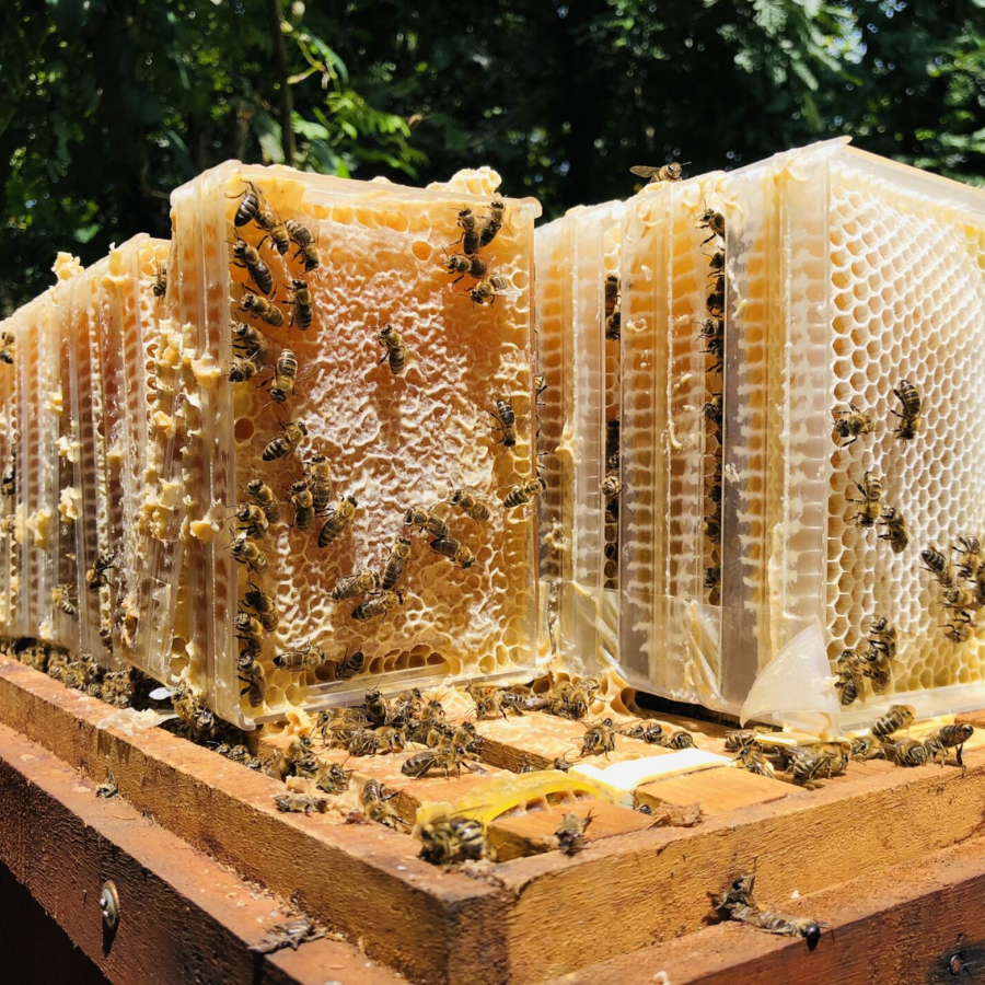 Mật ong bánh tổ Phương di 500 g - Image 4